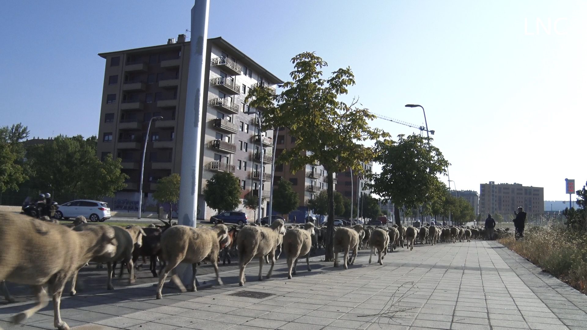 El regreso de las ovejas anuncia el final del verano en León