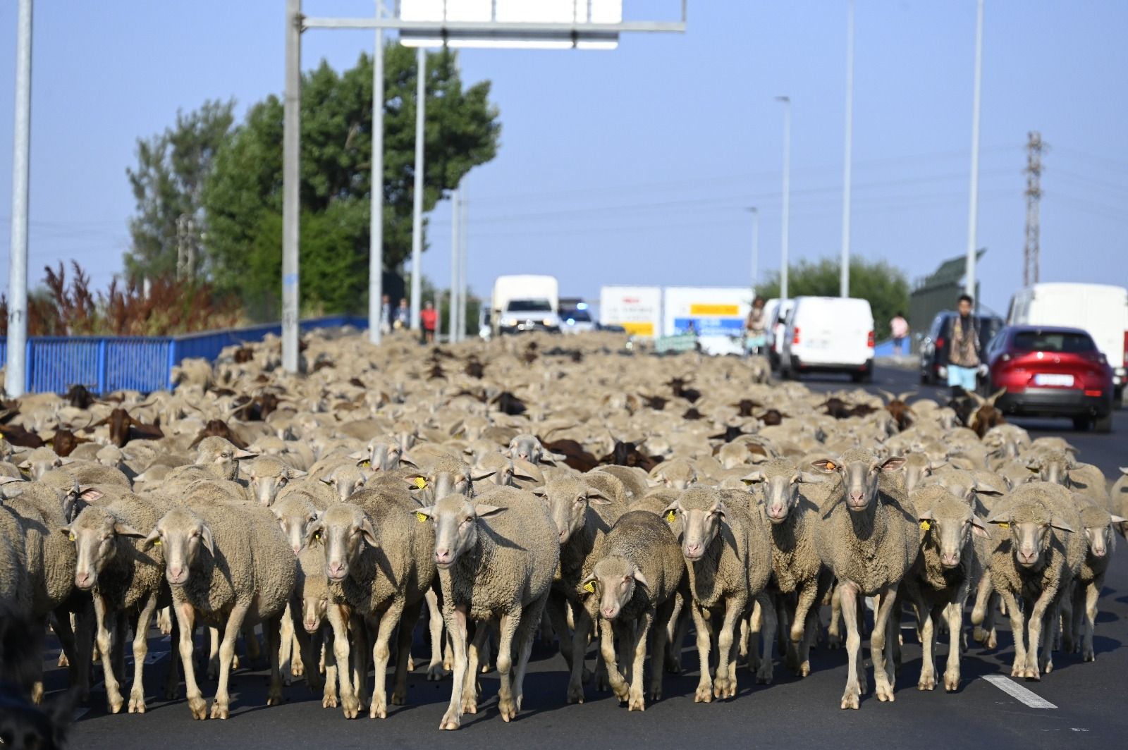 Un rebaño de ovejas cruza León capital  