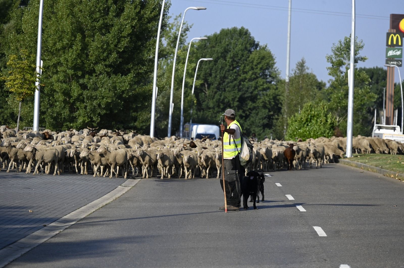 Un rebaño de ovejas cruza León capital  