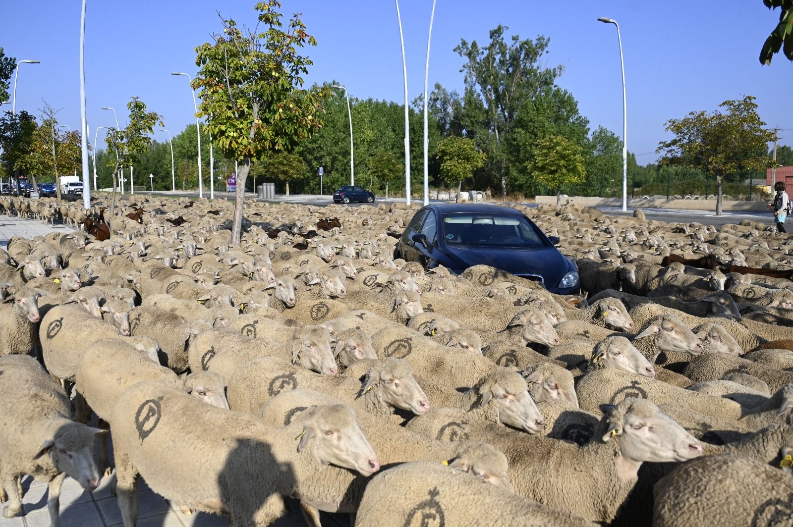 Un rebaño de ovejas cruza León capital  