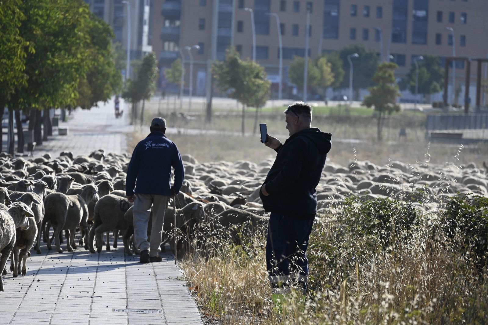 Un rebaño de ovejas cruza León capital  