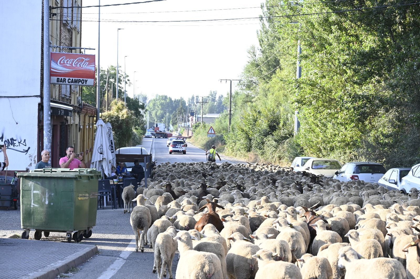 Un rebaño de ovejas cruza León capital  