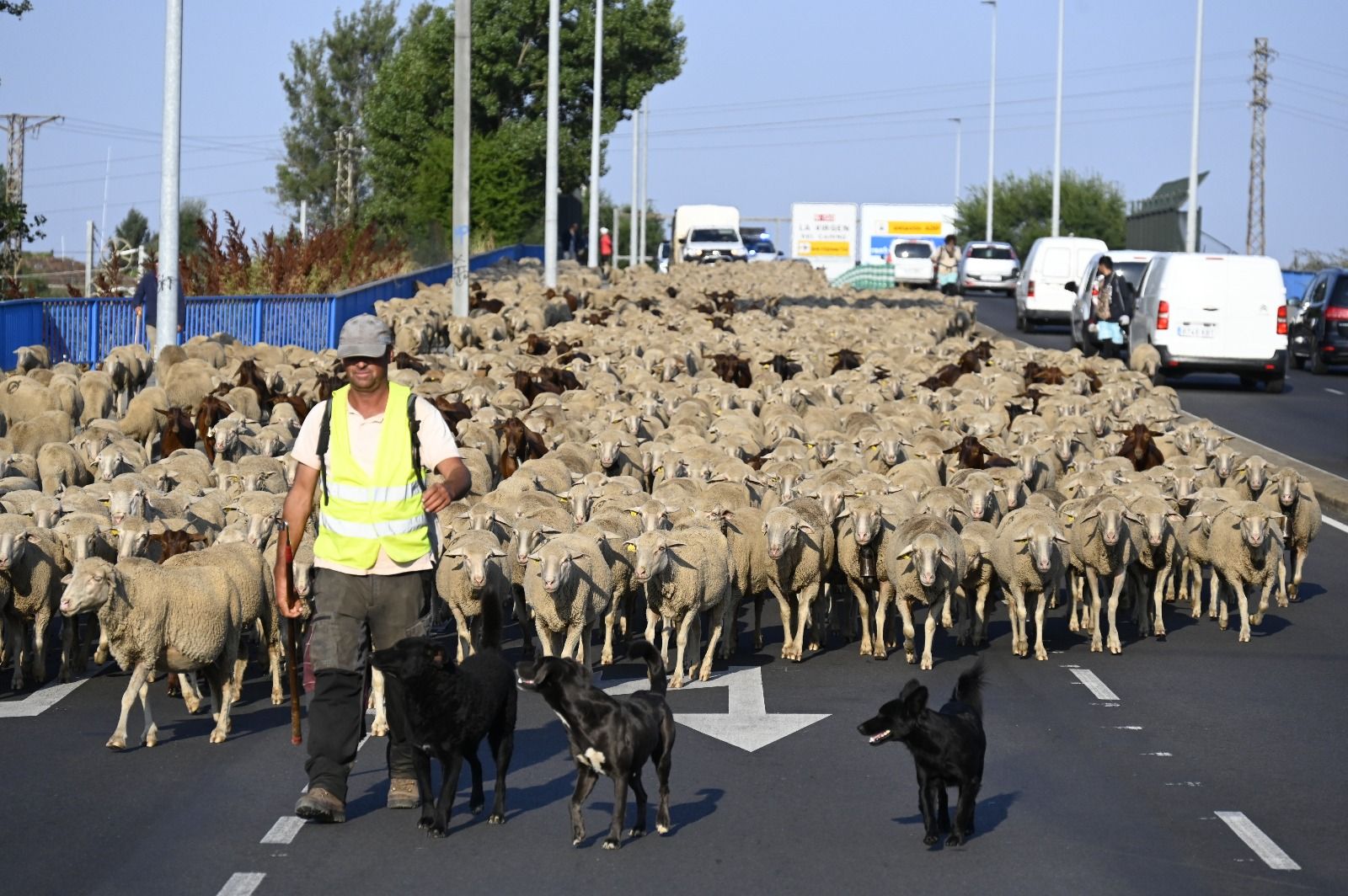 Un rebaño de ovejas cruza León capital  