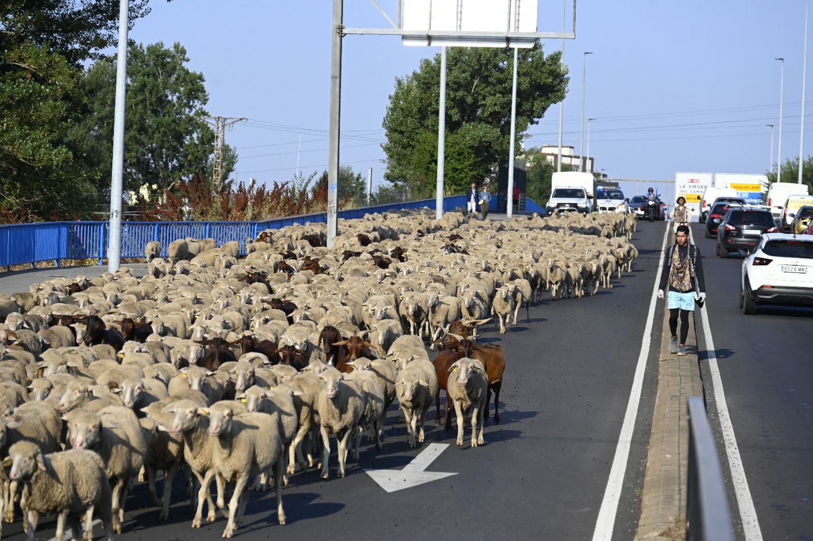 Un rebaño de ovejas cruza León capital  