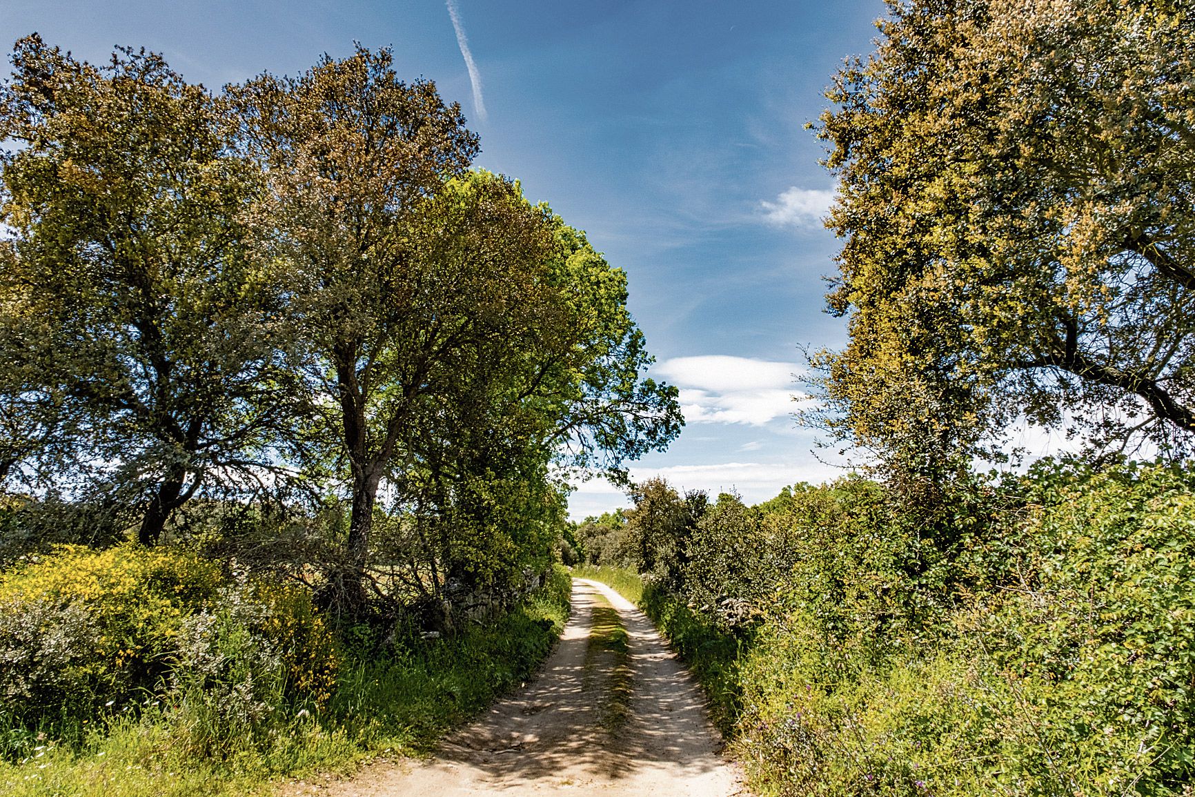 El arbolado de alcornoques al lado del camino es refrescante en verano. | VICENTE GARCÍA