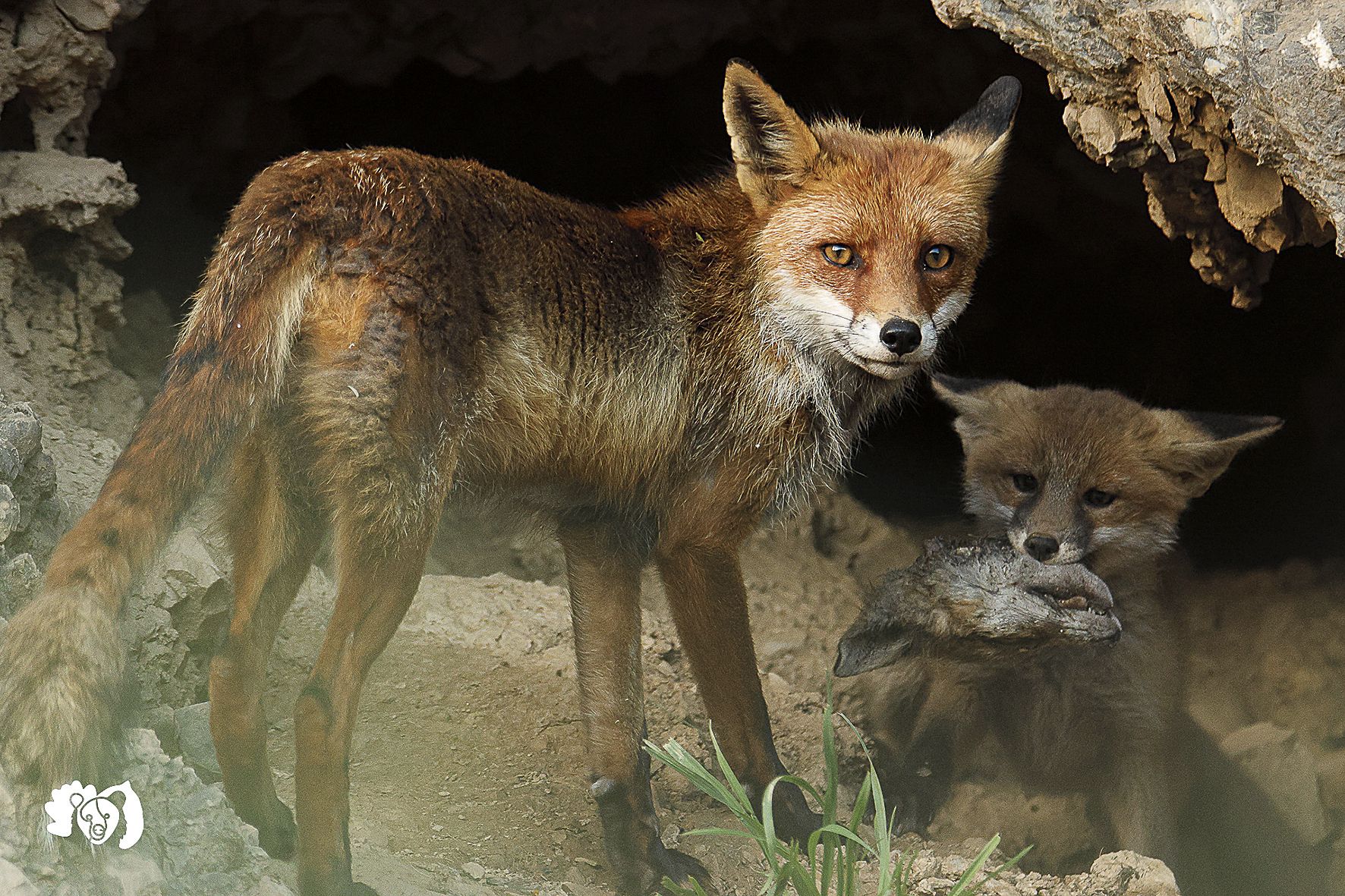 Muy pocas veces se ha podido documentar cuando los zorros recurren al canibalismo para lograr comida; la de la imagen es una de ellas | Jorge Escanciano