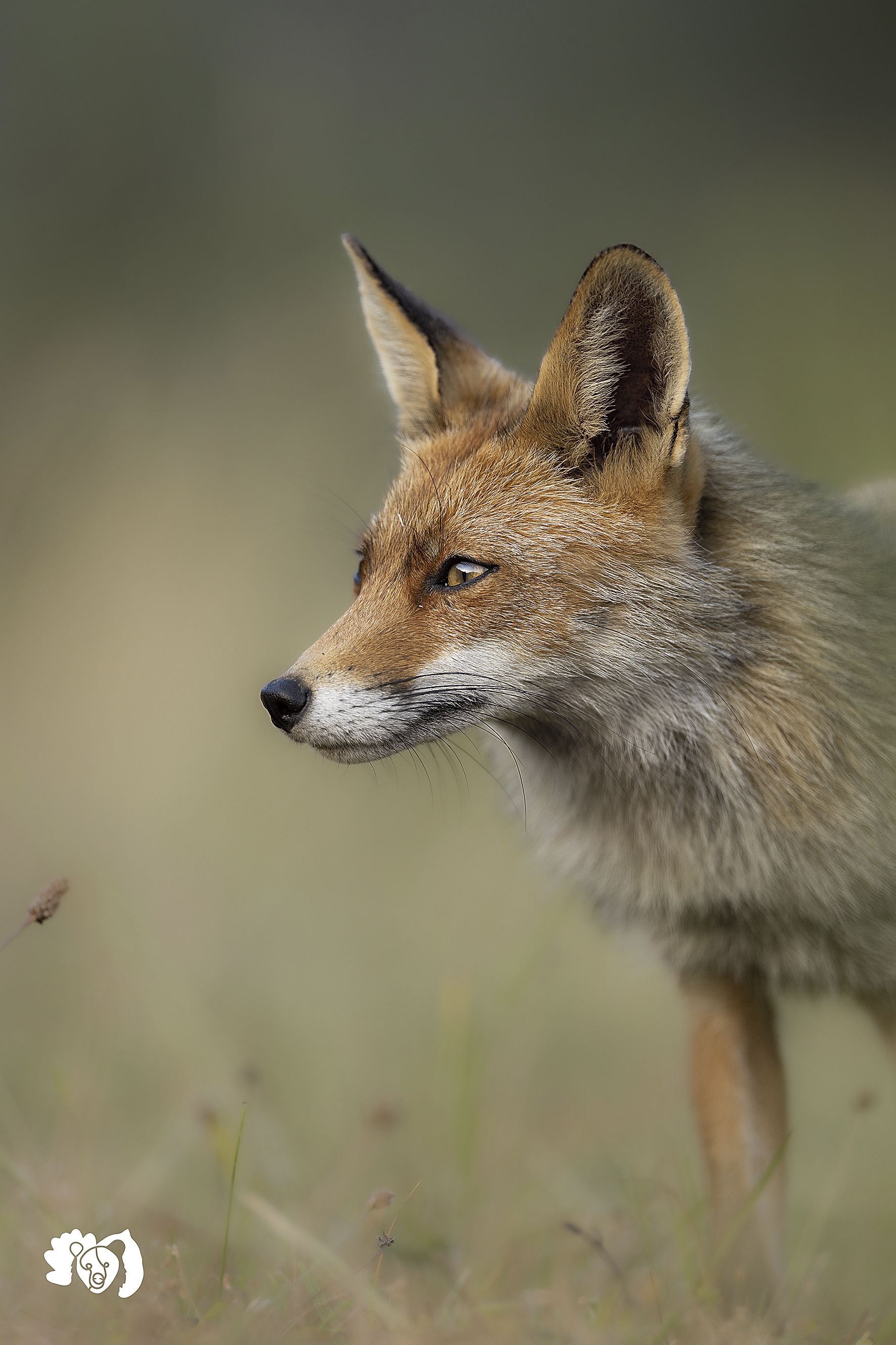 Imagen a1 jorge vert