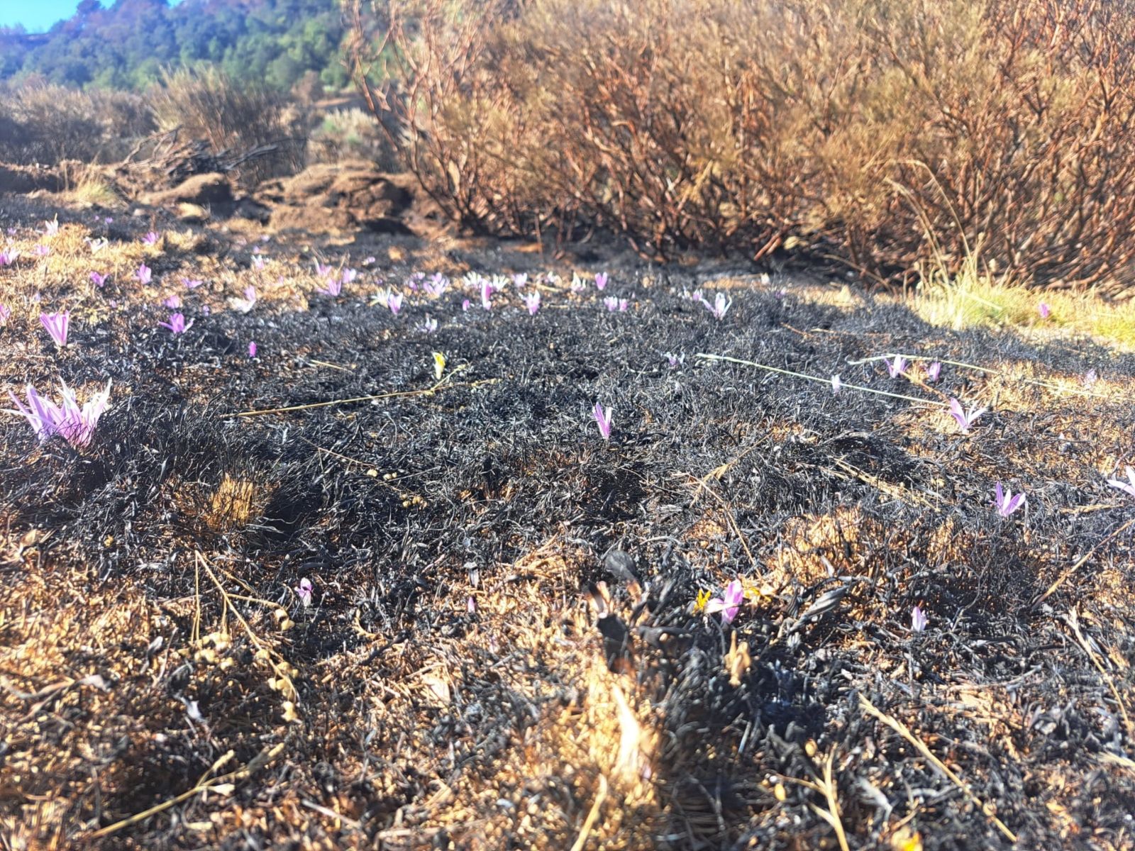 Zonas del Parque Nacional y Regional de Picos de Europa afectadas por los incendios forestales | Iker Barrainkua Blanco 