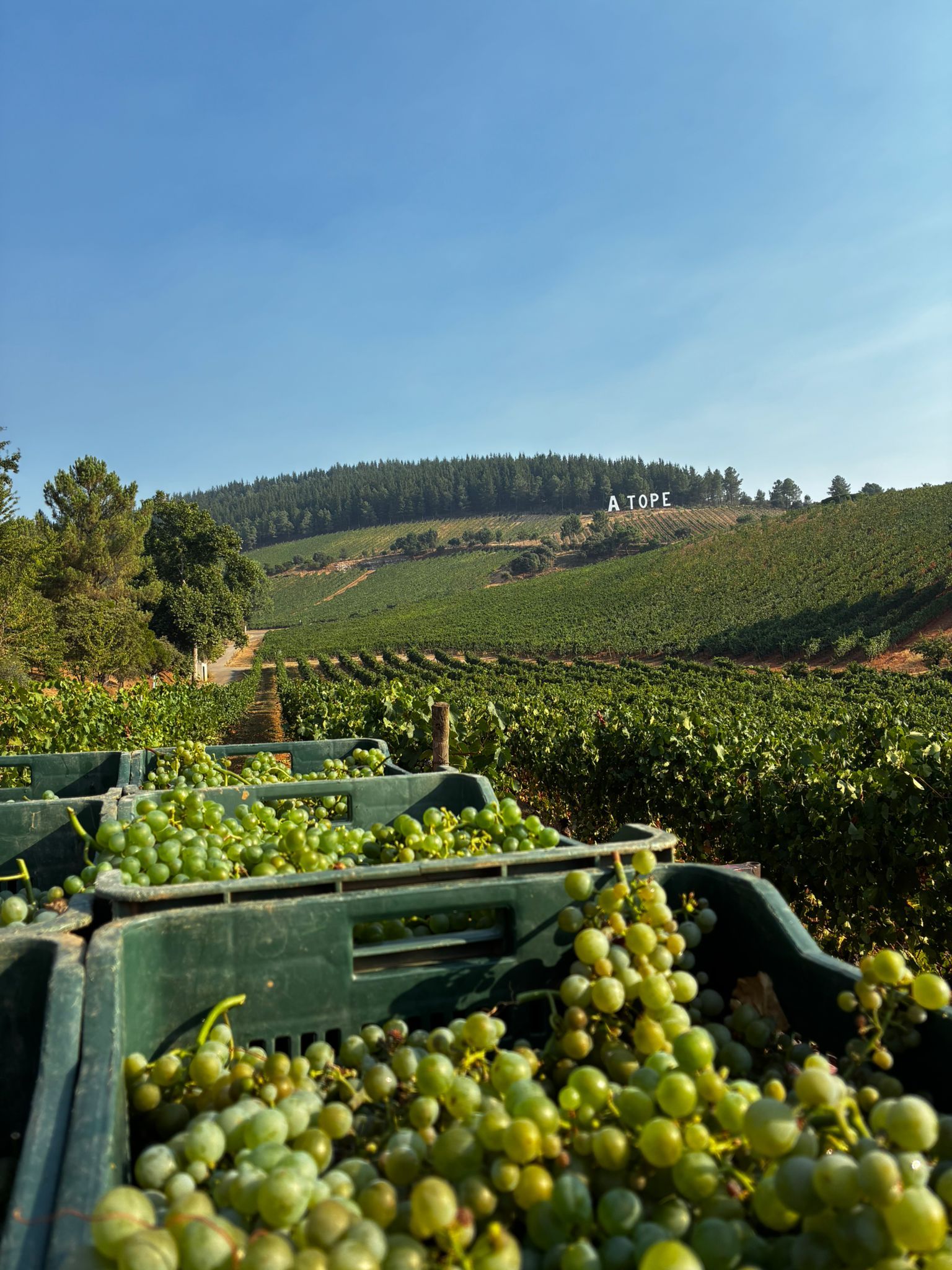 Viñedos de Prada A Tope.