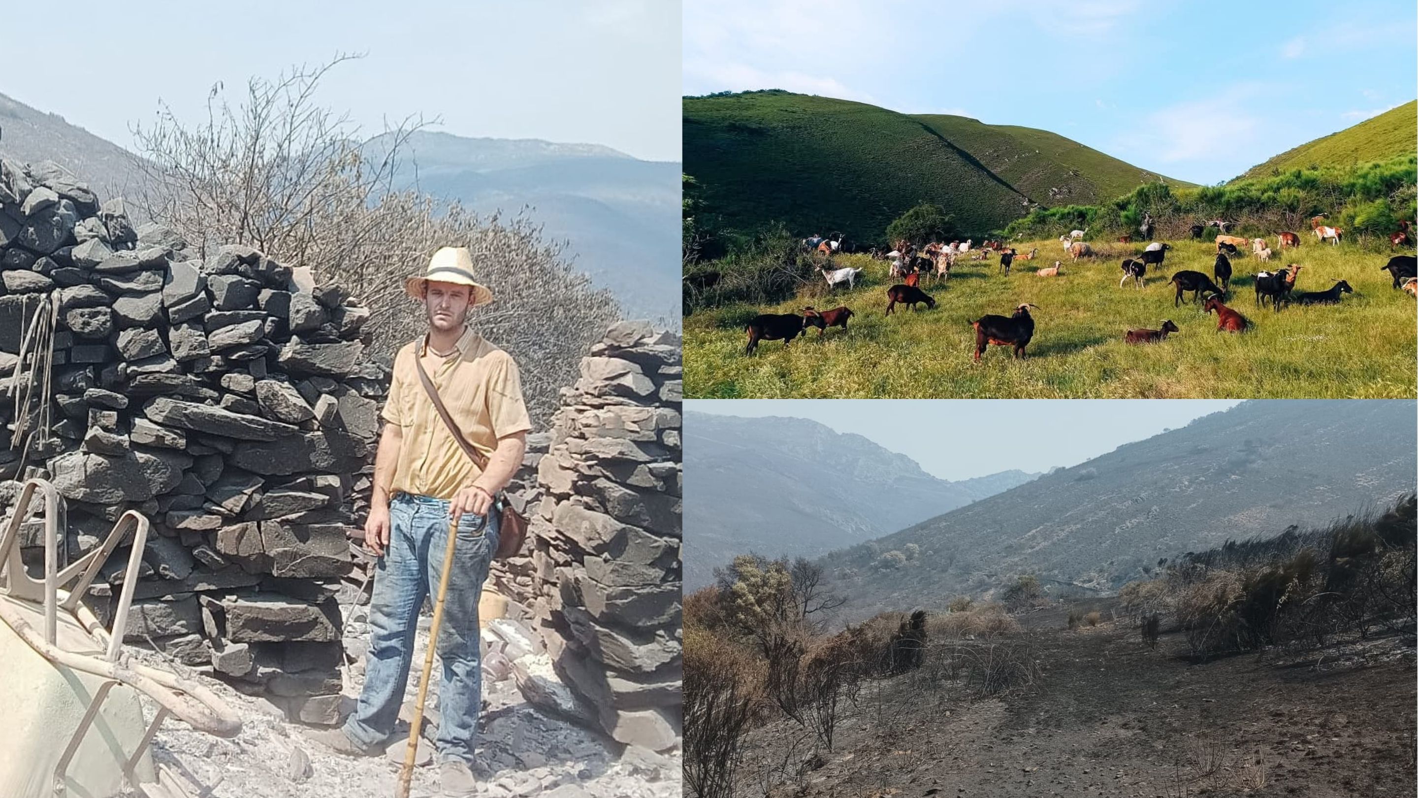 El antes y el después de los terrenos de pasto privilegiados del "monte particular" de Pombriego. Las cabras de Edilberto ya no tienen nada que comer allí, todo se ha calcinado. | L.N.C. El antes y el después de los terrenos de pasto privilegiados del "monte particular" de Pombriego. Las cabras de Edilberto ya no tienen nada que comer allí, todo se ha calcinado. | L.N.C.
