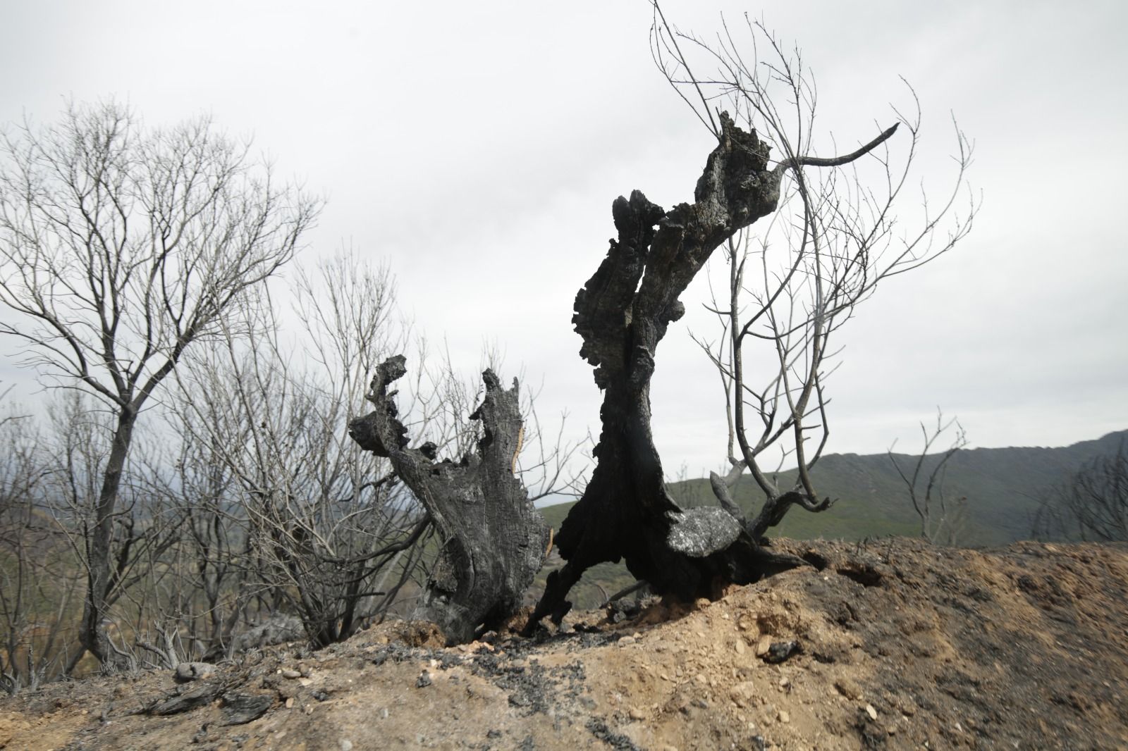 Visita de los reyes a Las Médulas tras el incendio