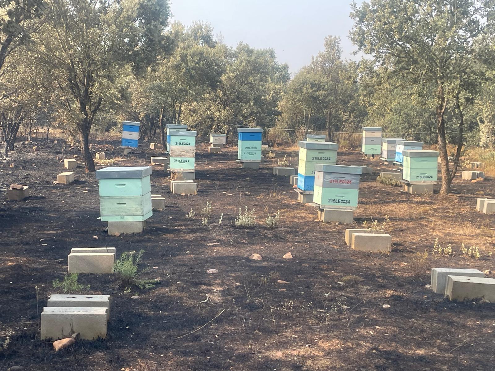 Una zona de colmenas de la provincia de León afectada por los incendios. | L.N.C.