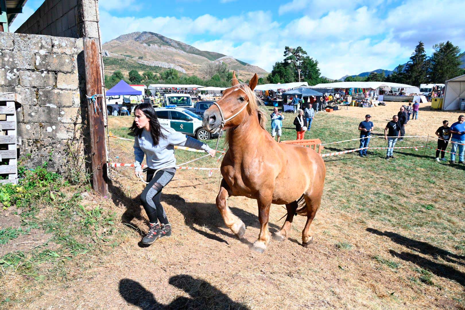 El Hispano Bretón vuelve a conquistar Babia. | SAÚL ARÉN