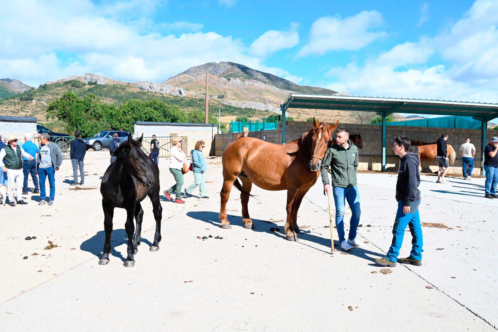 El Hispano Bretón vuelve a conquistar Babia. | SAÚL ARÉN