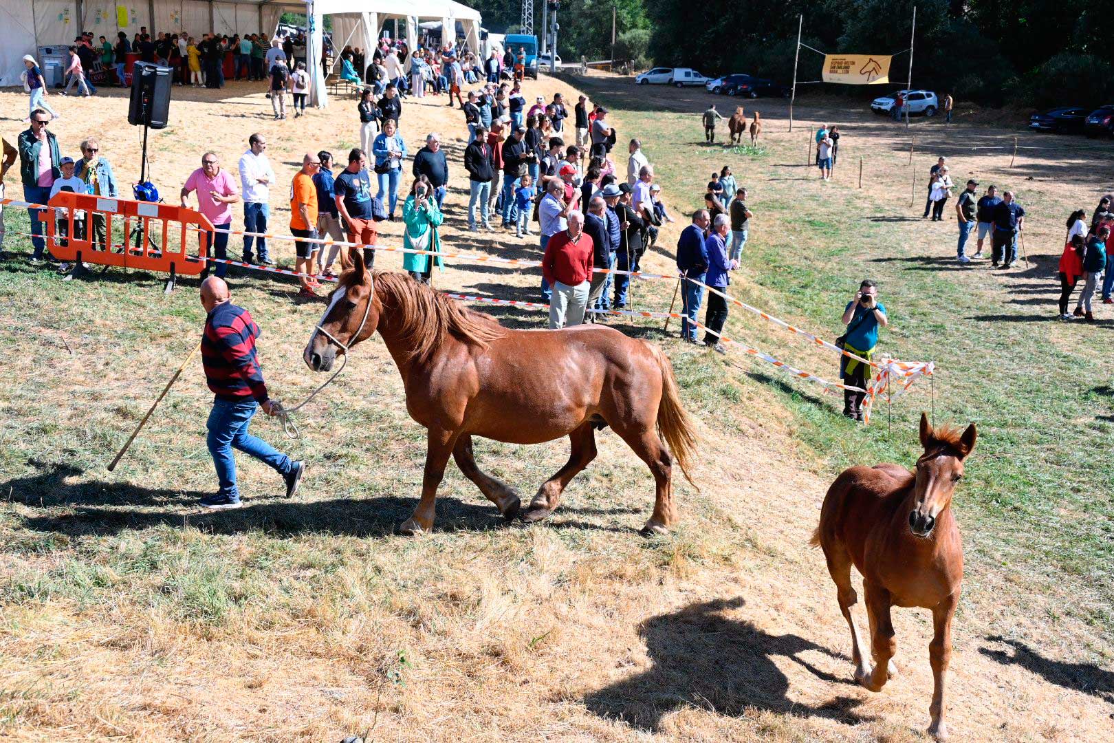 El Hispano Bretón vuelve a conquistar Babia. | SAÚL ARÉN
