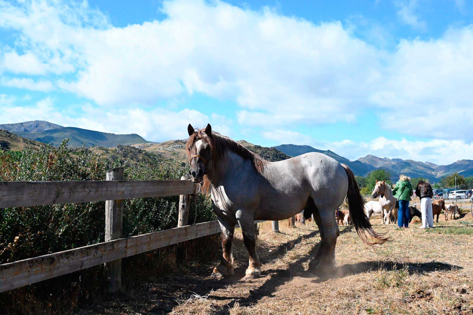 El Hispano Bretón vuelve a conquistar Babia. | SAÚL ARÉN