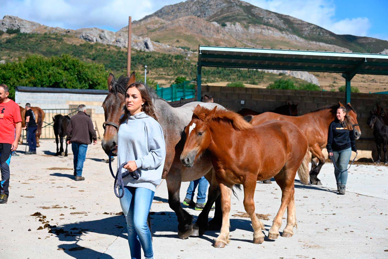 El Hispano Bretón vuelve a conquistar Babia. | SAÚL ARÉN