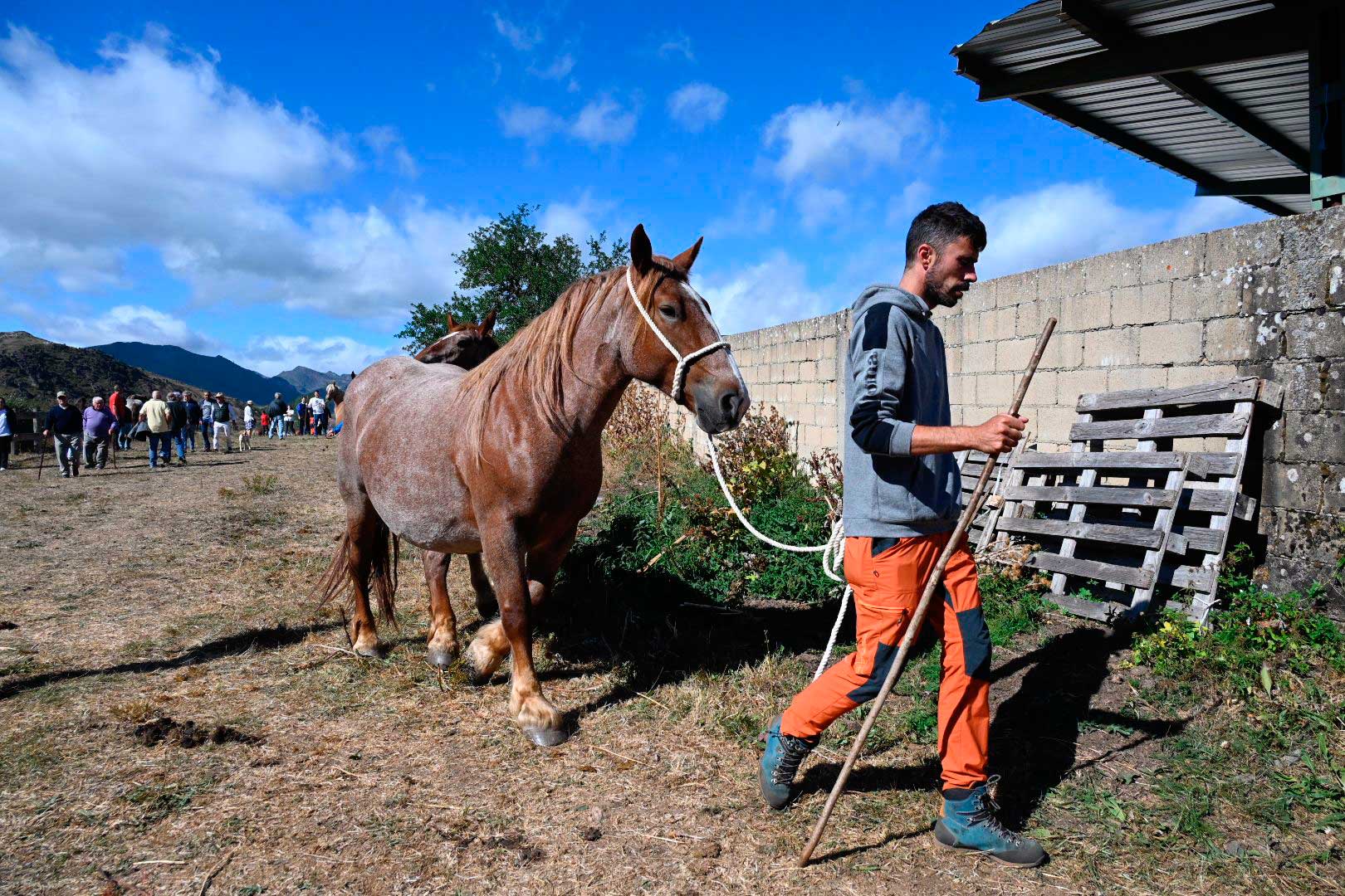 El Hispano Bretón vuelve a conquistar Babia. | SAÚL ARÉN