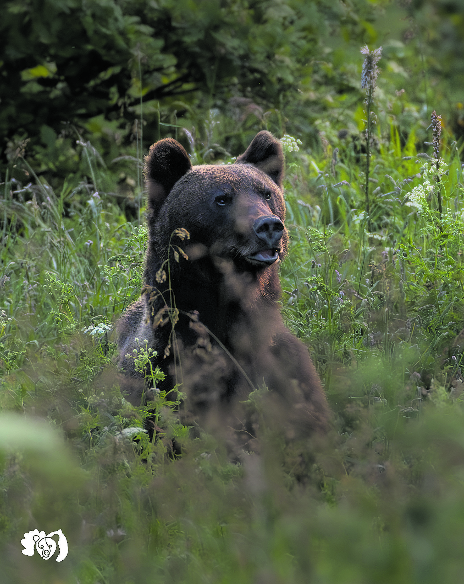 En las fotografías del osezno se pueden ver los dispositivos localizadores para seguir sus pasos. | JORGE ESCANCIANO