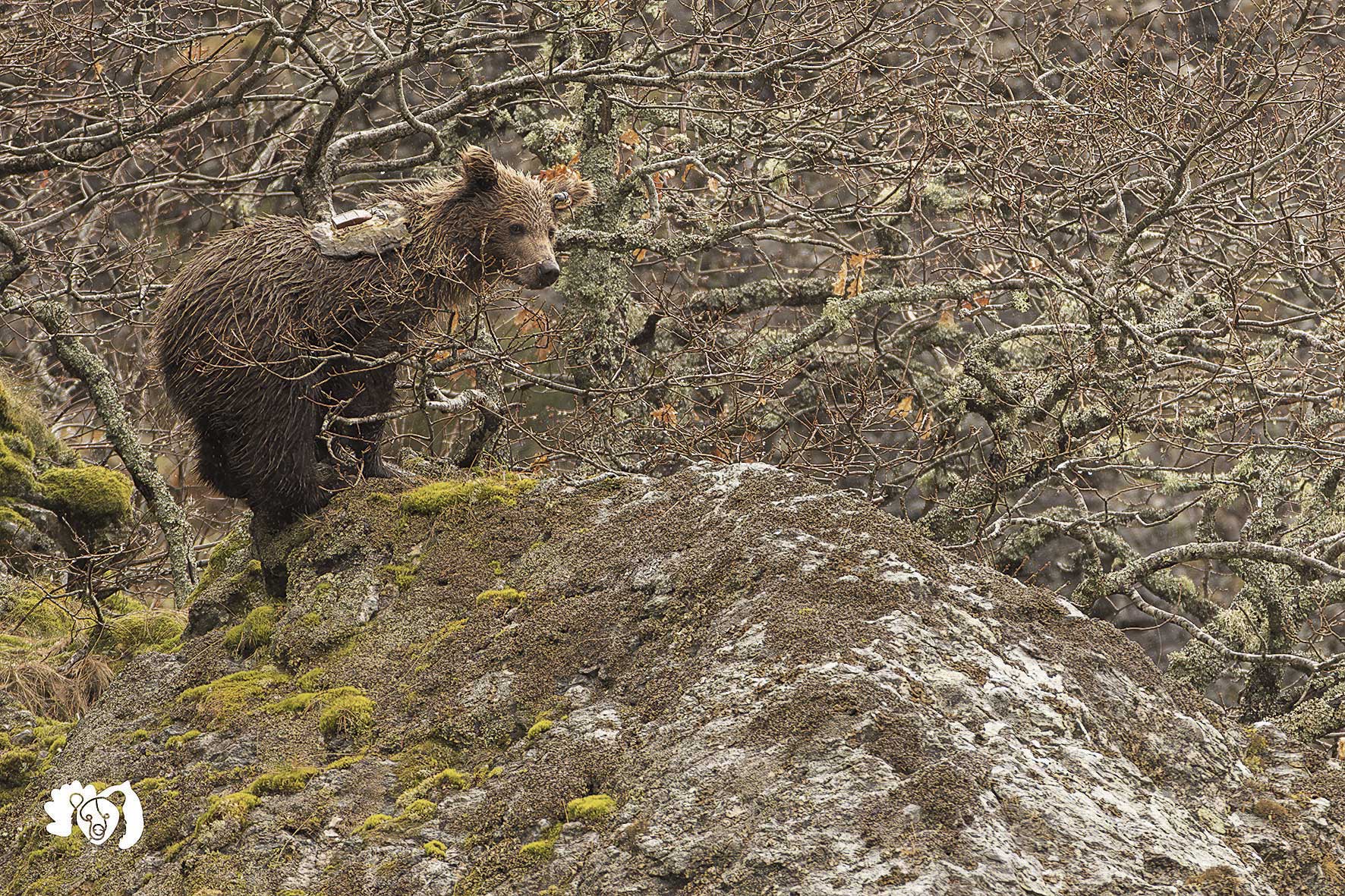 Los ganaderos habían denunciado múltiples ataques en los últimos años. 