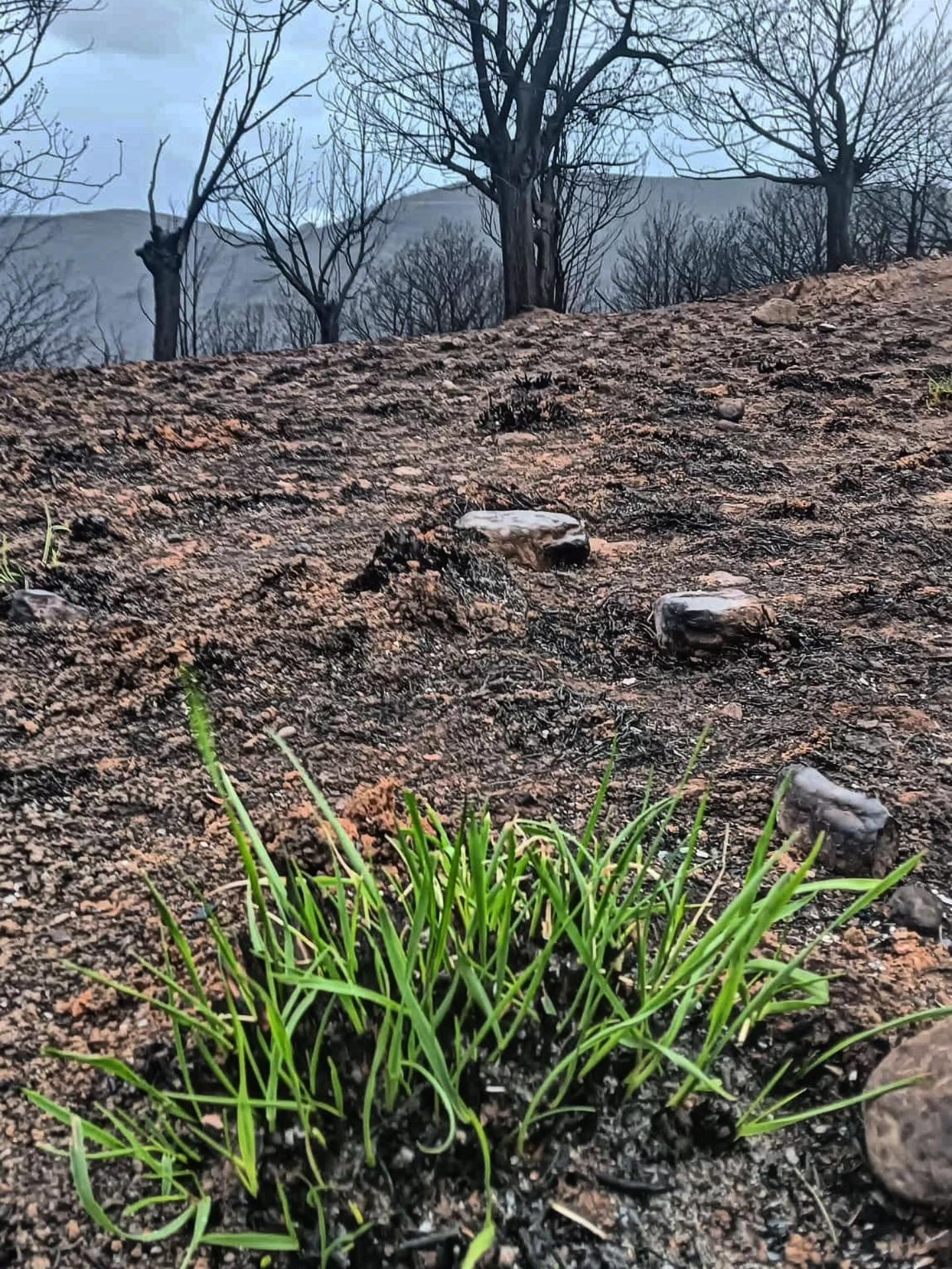 Rebrotes en las zonas quemadas. Rebrotes en las zonas quemadas.