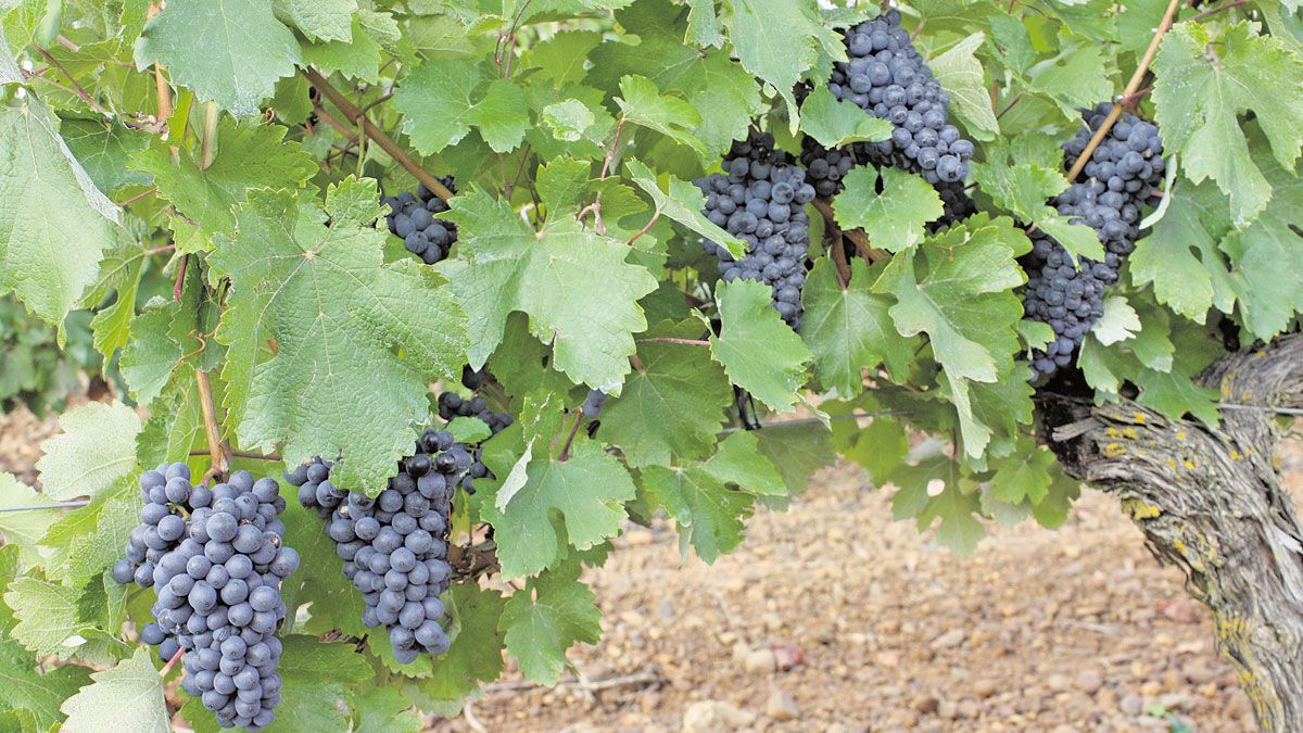 Las cepas de la variedad prieto picudo se enfrentan este año a una vendimia que promete contar con mucho volumen de producción. | Teresa Giganto