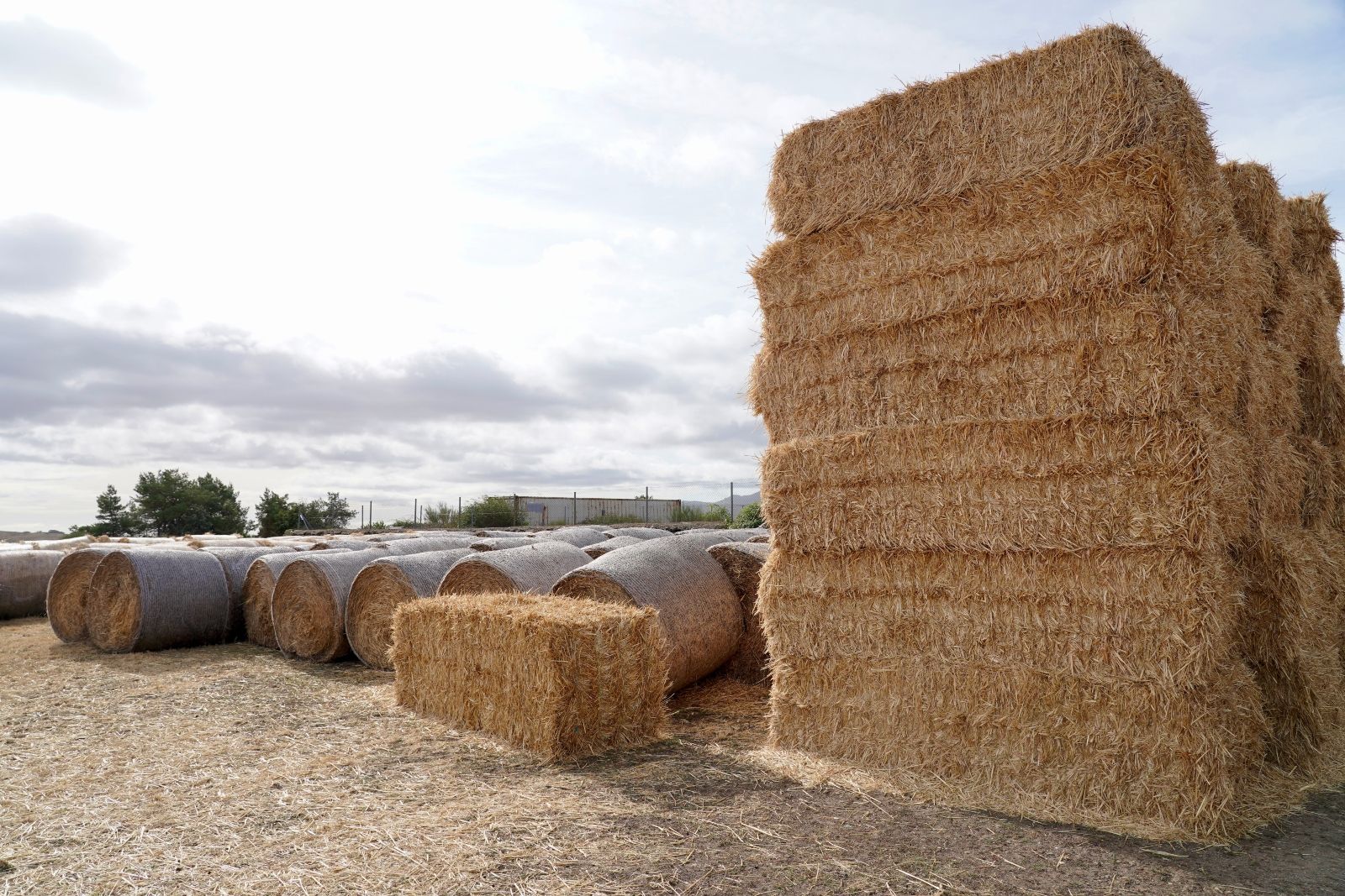Zona afectada por los incendios en Chana de Somoza | Campillo (ICAL) Zona afectada por los incendios en Chana de Somoza | Campillo (ICAL)