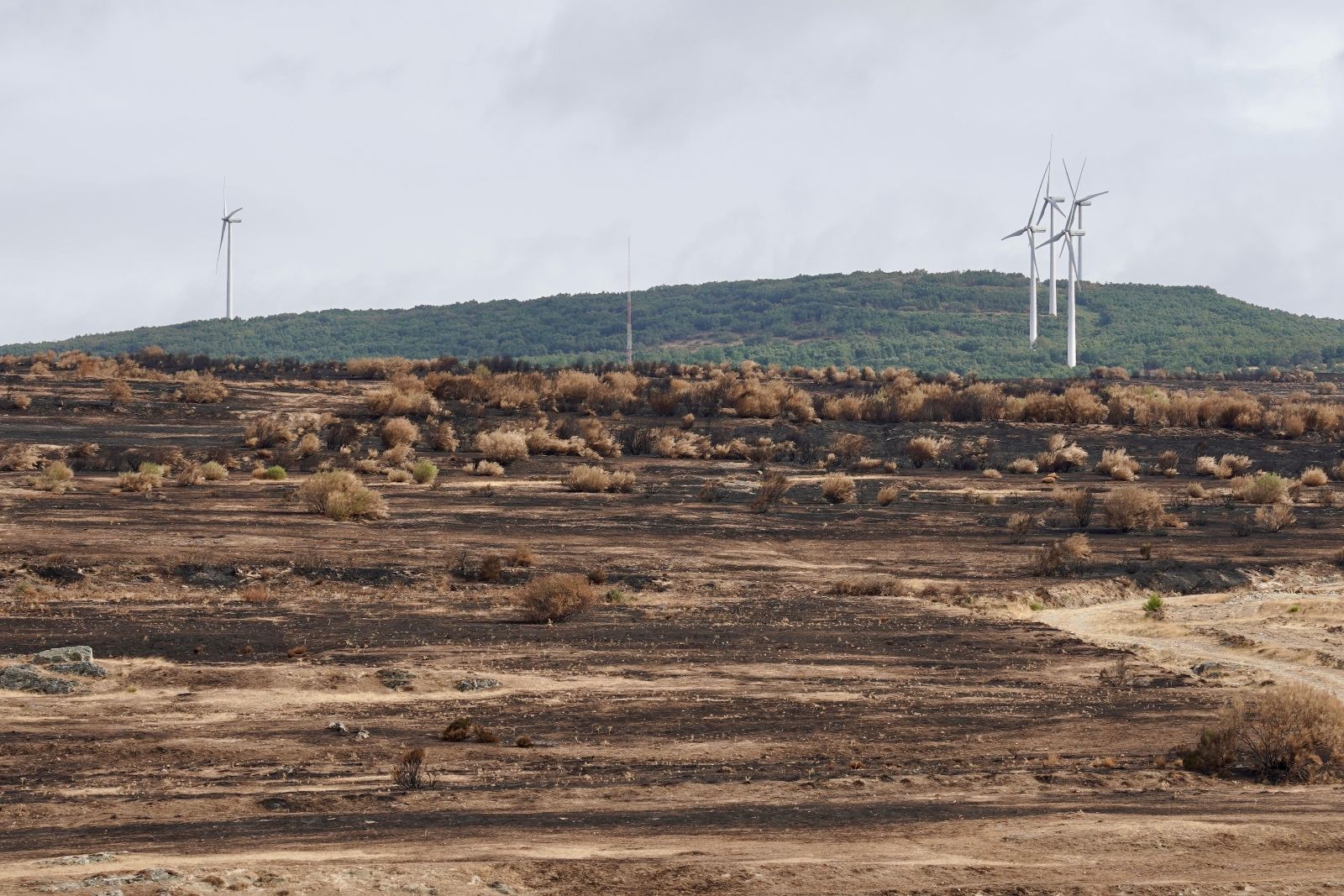 Zona afectada por los incendios en Chana de Somoza | Campillo (ICAL) 
