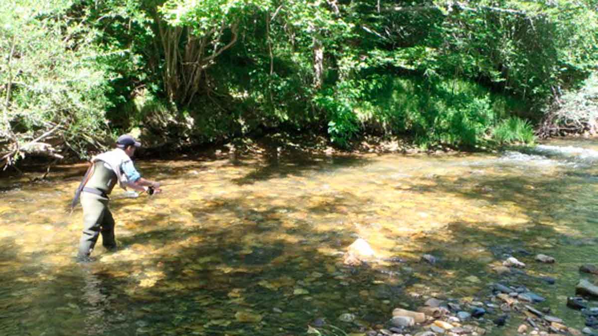 Un pescador intenta realizar una captura en un río leonés. | R.P.N.