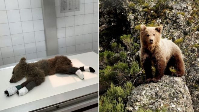 el oso de barniedo cuando fue rescatado y en la actualidad 4 1000x563 el oso de barniedo cuando fue rescatado y en la actualidad 4 1000x563