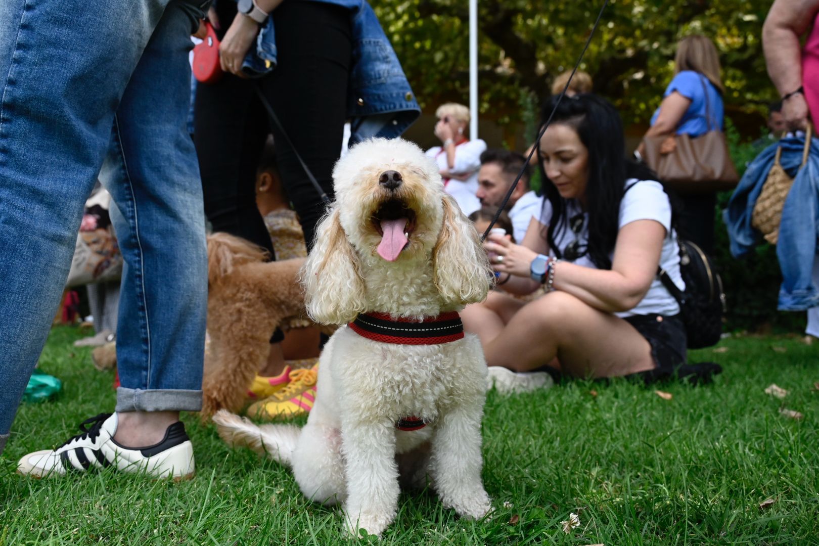 La primera canichada de León