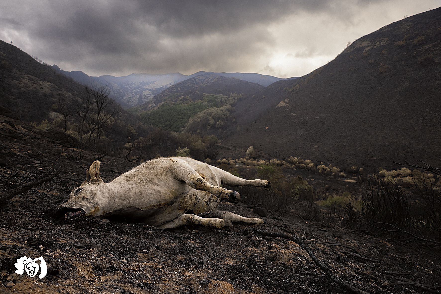 La imagen lo dice todo, no precisa mayores explicaciones que el testimonio de las numerosas vertientes de lo que el fuego fue devastando | JORGE ESCANCIAno