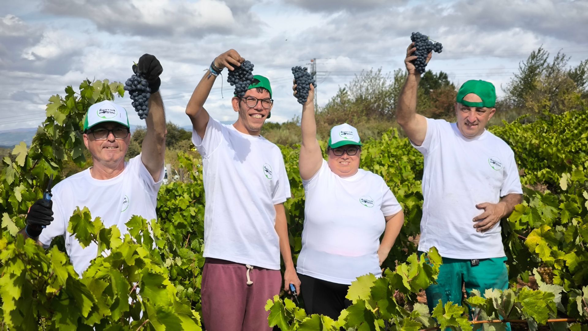 Teresa, Baldomero, Miguel Ángel y Guillermo en plena vendimia. 