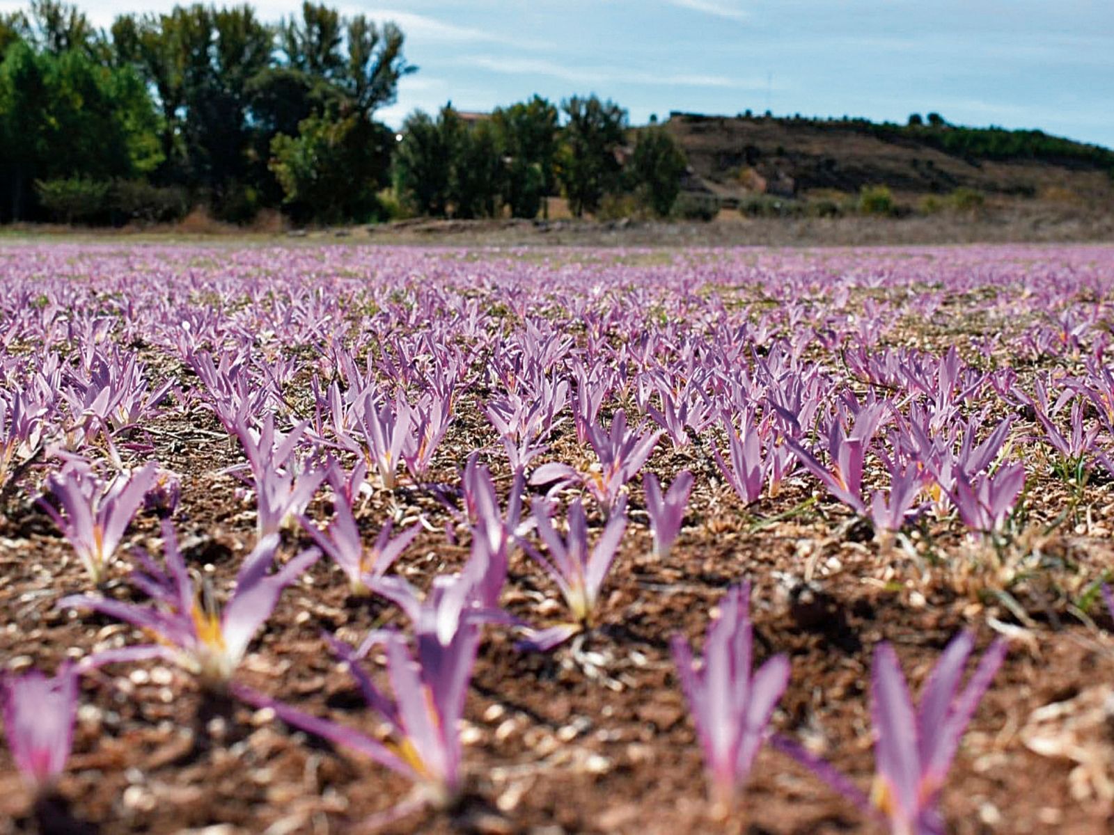 Cada planta, una historia  | L.N.C.