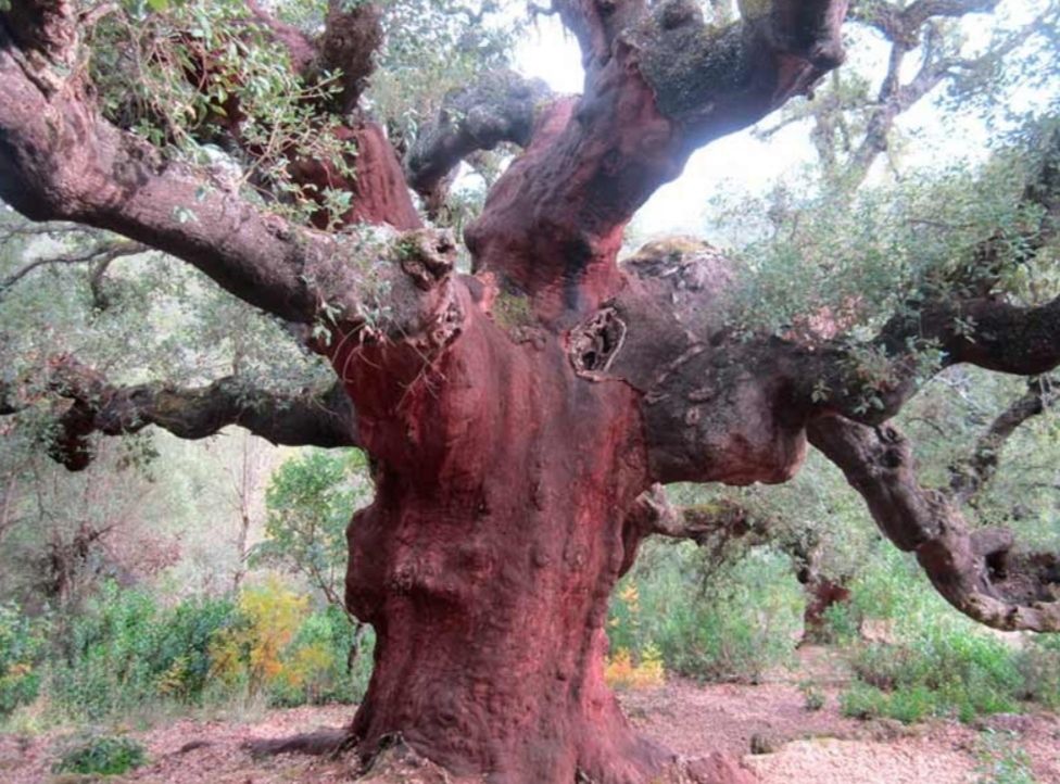 Zufreiros que pueden verse en la ruta.