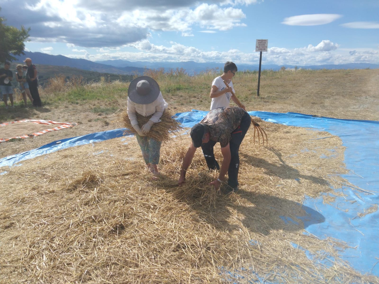 Ejemplo de la siega y de la maja en Espinoso. 