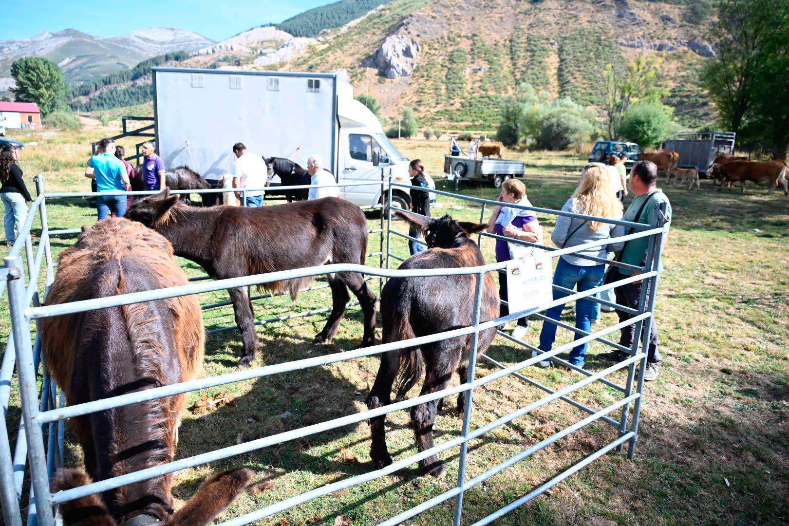 La pasión equina conquista Valdelugueros con su Feria Ganadera. | SAÚL ARÉN