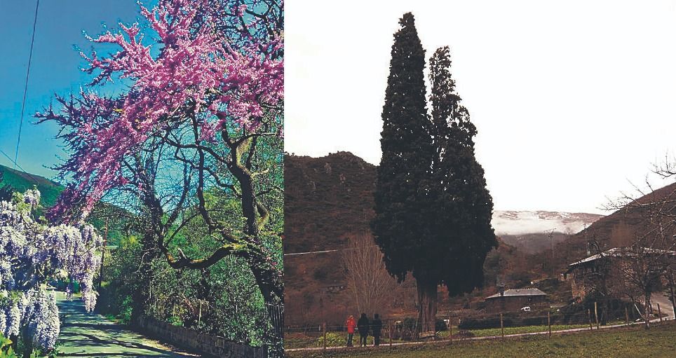 El espectacular ciprés de la Ferrería de Pombriego que lleva años luchando por sobrevivir y lo logra... y el árbol del amor, que ‘perdió la batalla’. | FULGENCIO FERNÁNDEZ