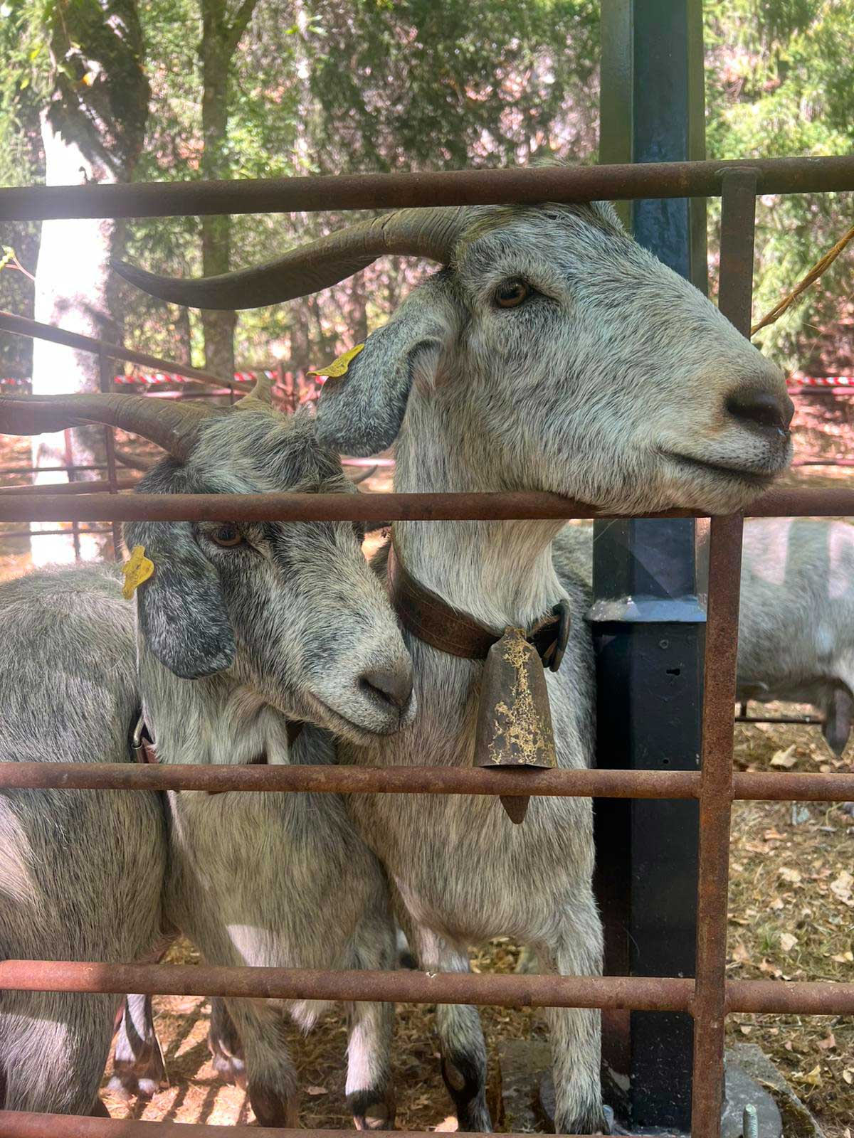  Fulgencio Fernández, periodista de las Nueva Crónica, fue el 'padrino´ de la 48ª edición de La Fiesta del Pastor. | L.N.C.