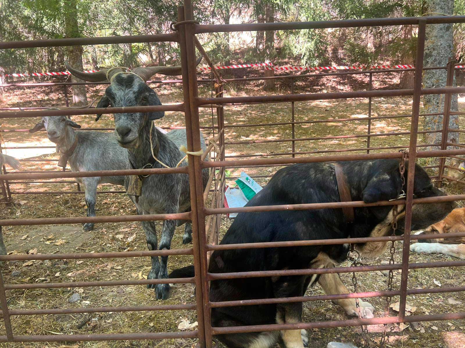  Fulgencio Fernández, periodista de las Nueva Crónica, fue el 'padrino´ de la 48ª edición de La Fiesta del Pastor. | L.N.C.