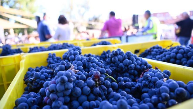 Racimos de uva tras la vendimia. | SAÚL ARÉN