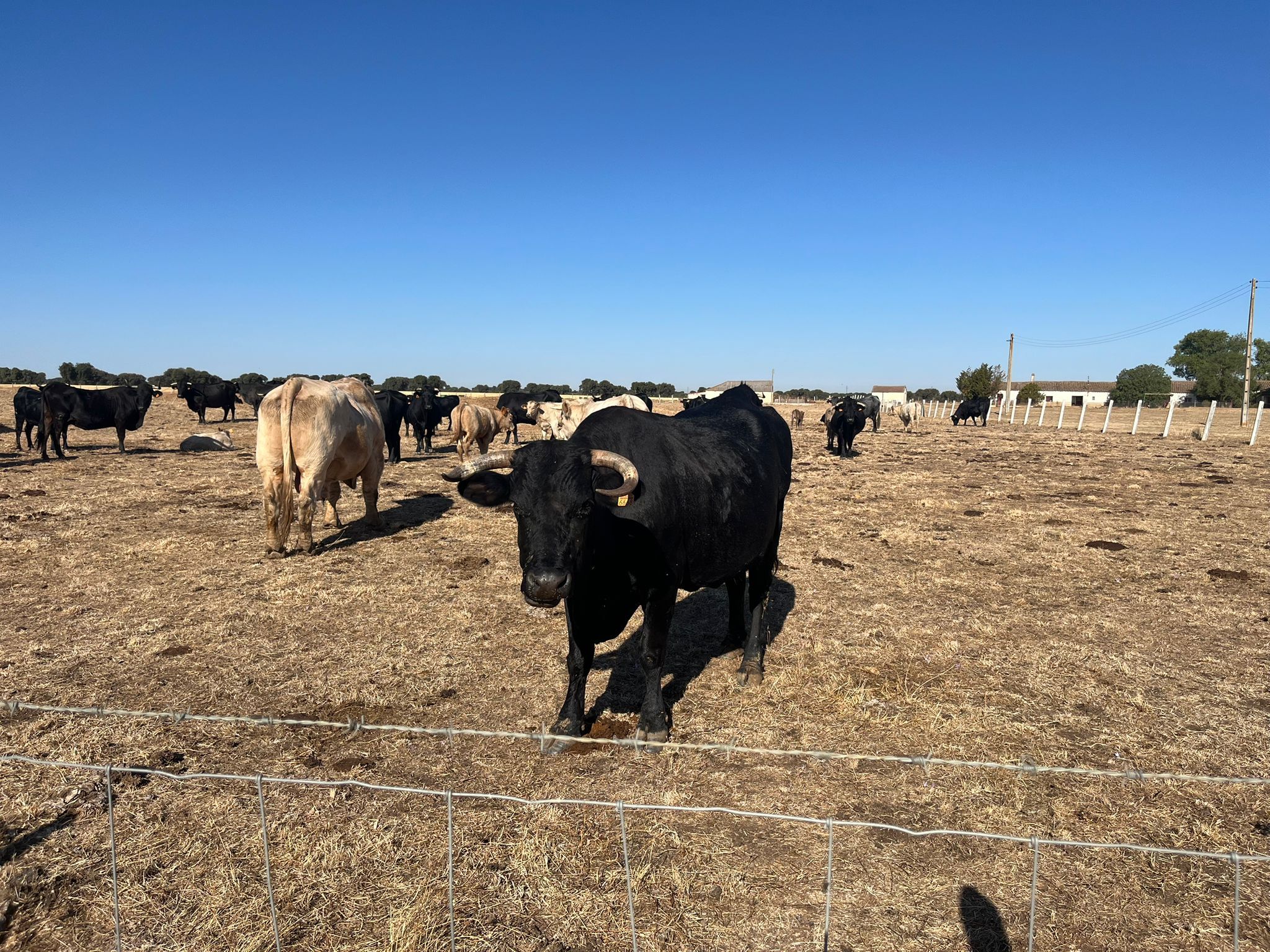 Vista de una explotación de ganadería de extensivo que se podrá beneficiar de estas ayudas. | JCYL