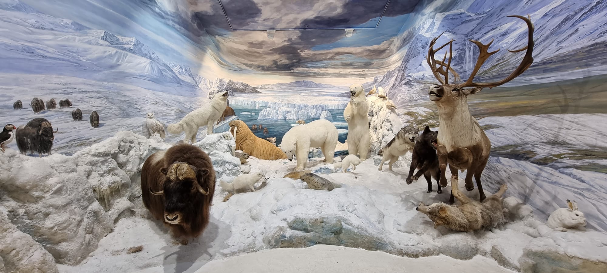 Un museo ‘inquieto’ que sigue creciendo con la inserción de nuevas piezas y nuevos espacios. | MUSEO DE LA FAUNA SALVAJE