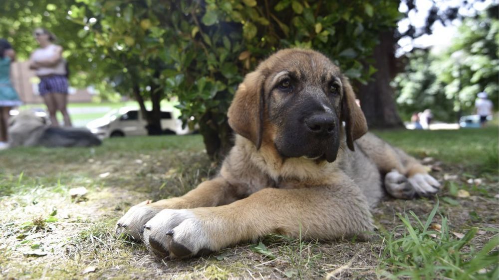 El mastín también formará parte de este evento nacional que se celebra en Astorga. | SAÚL ARÉN