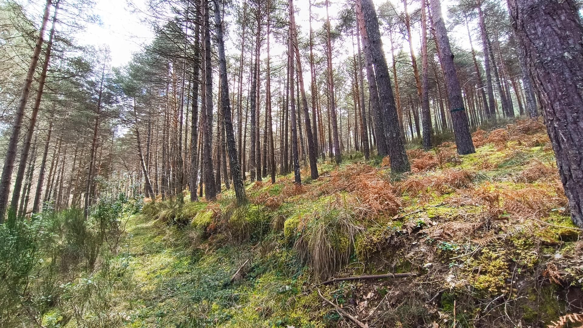 En la imagen, las parcelas escogidas para el bosque laboratorio en Vega de Espinareda.