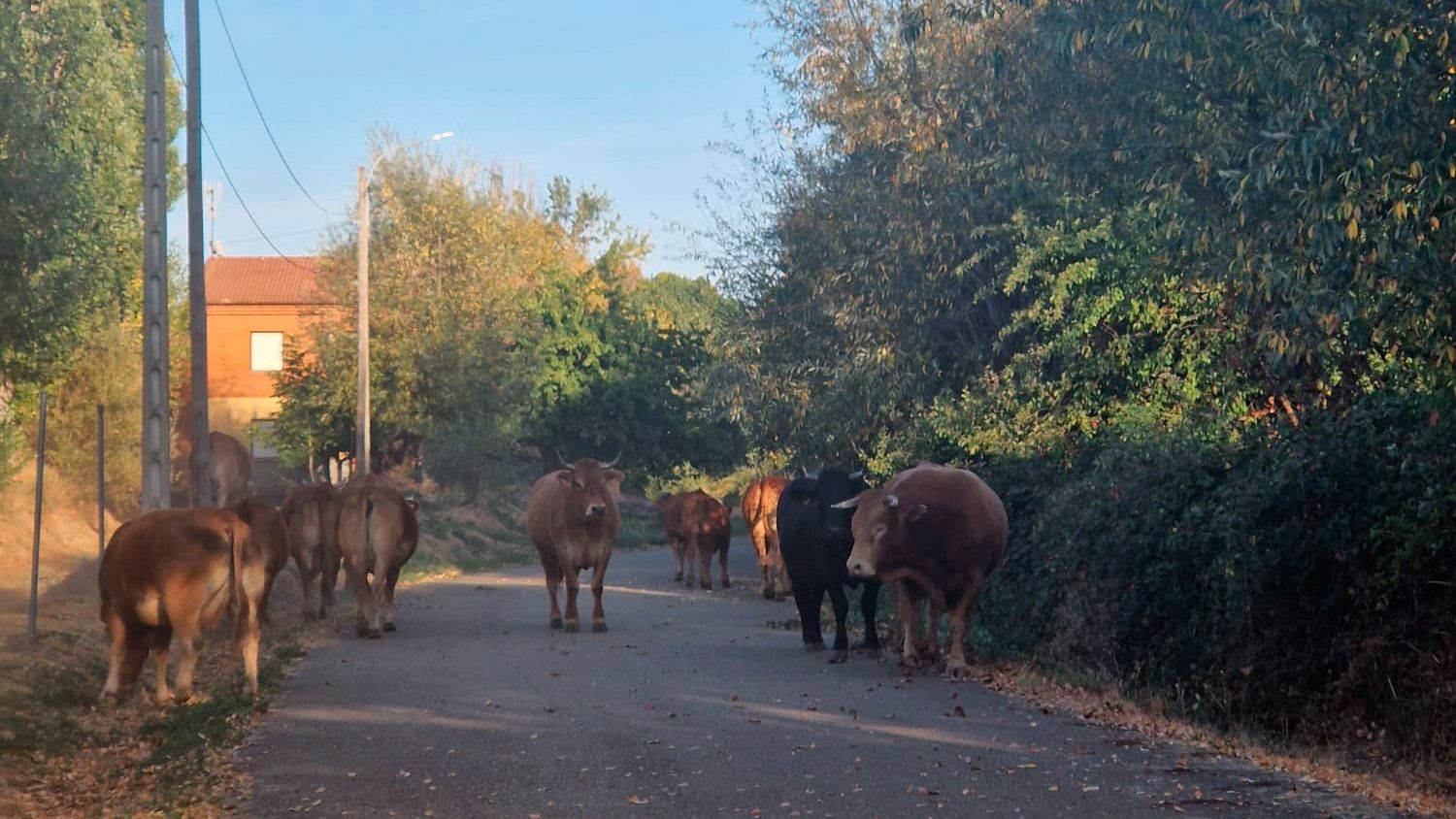 Las vacas en una de las calles de Castrocontrigo. | L.N.C.