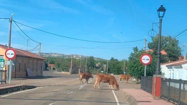Las vacas en plena carretera a su paso por la localidad. | L.N.C.