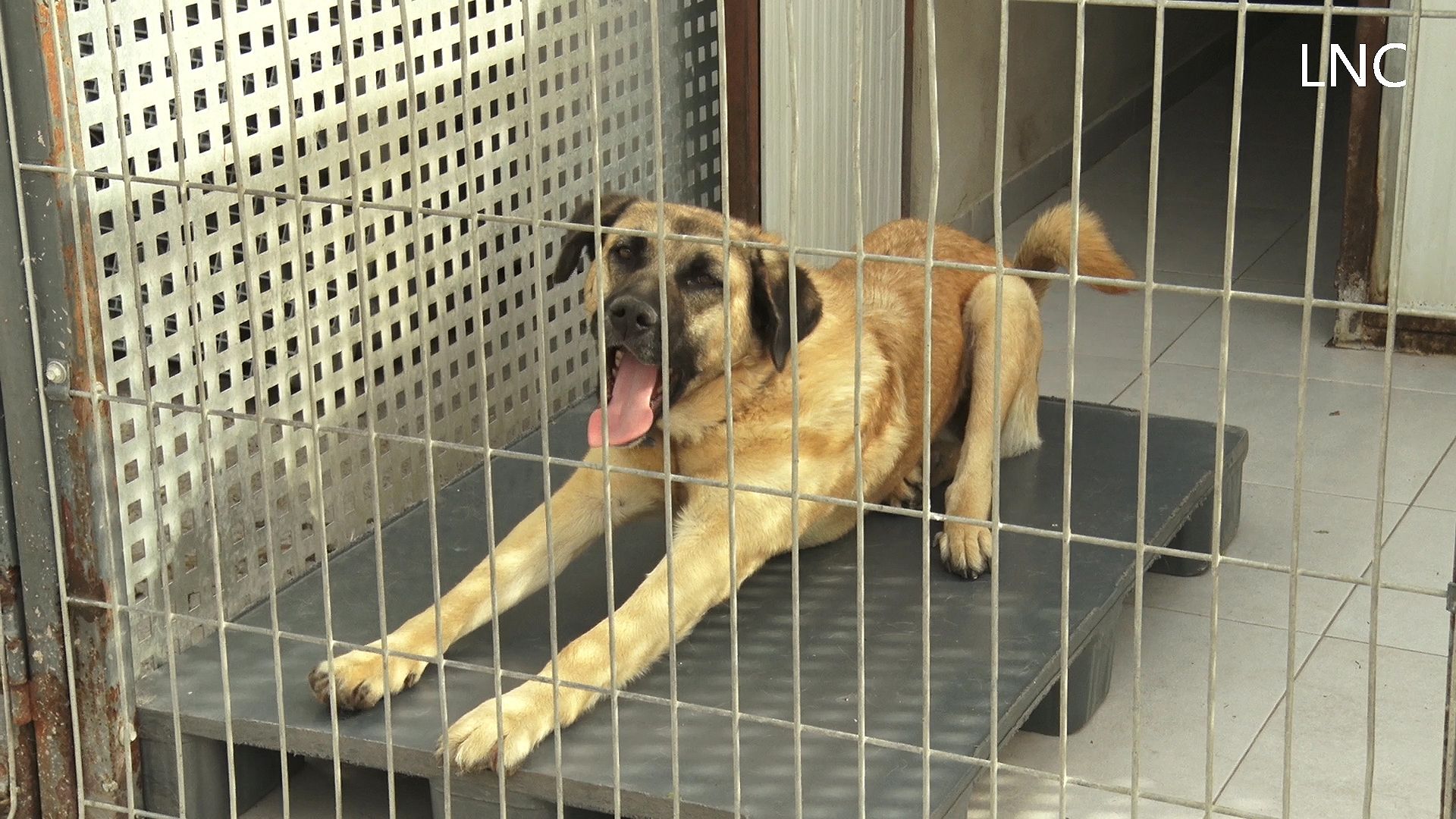 FRAME 22PROTECTORA FRAME 22PROTECTORA