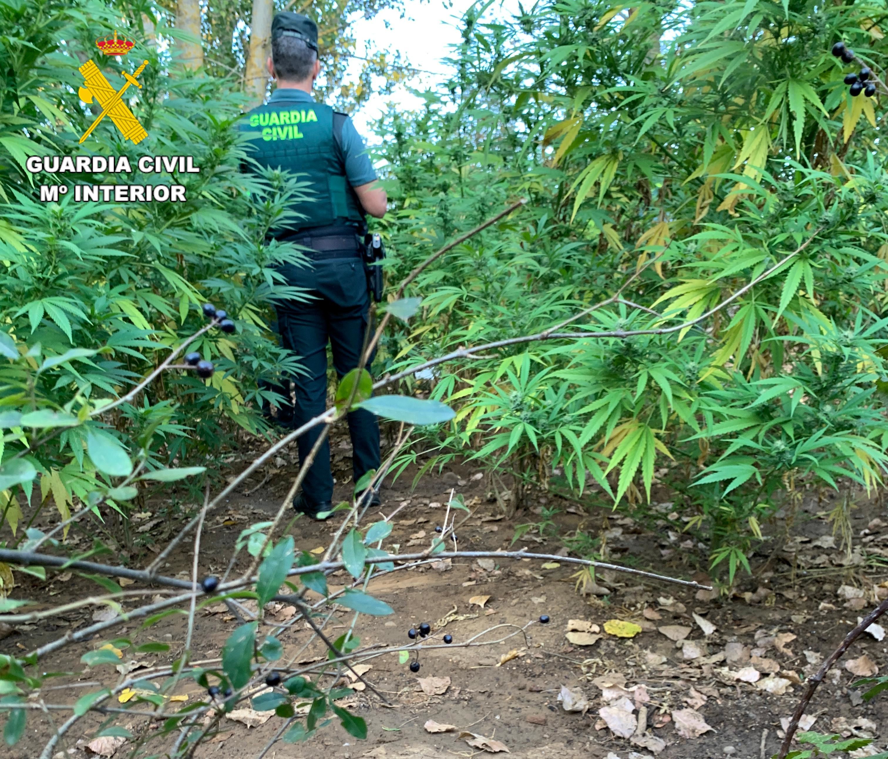 Plantación de marihuana en un pueblo de León. | GUARDIA CIVIL