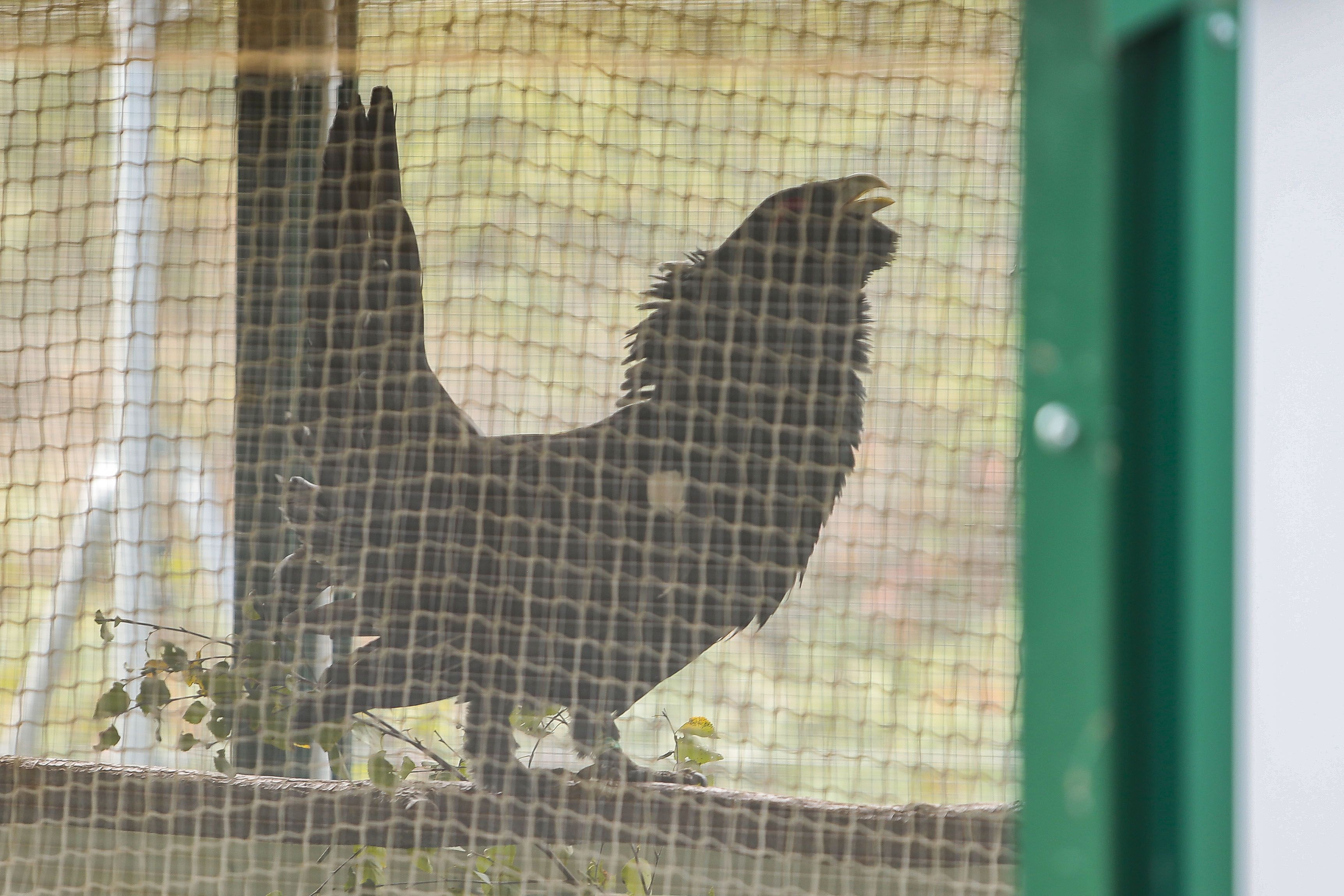  Centro de Recuperación de Animales Silvestres de Valsemana.| O.CAMPILLO